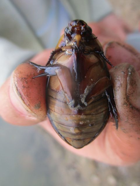Cybister lateralimarginalis - nagy búvárbogár
