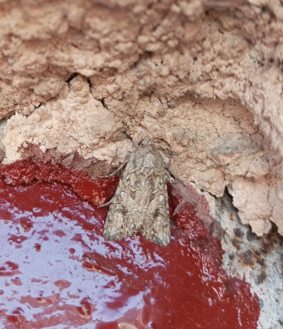 Hadula trifolii - lóherebagoly