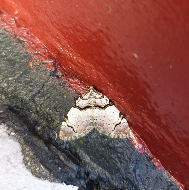 Anticlea derivata - vadrózsa-tarkaaraszoló