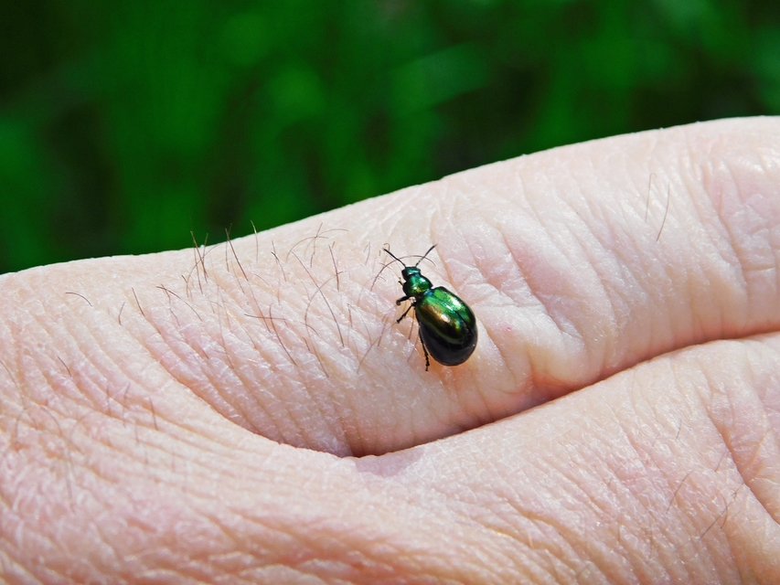 Gastrophysa viridula - sóska-levélbogár Gastrophysa viridula - sóska-levélbogár
