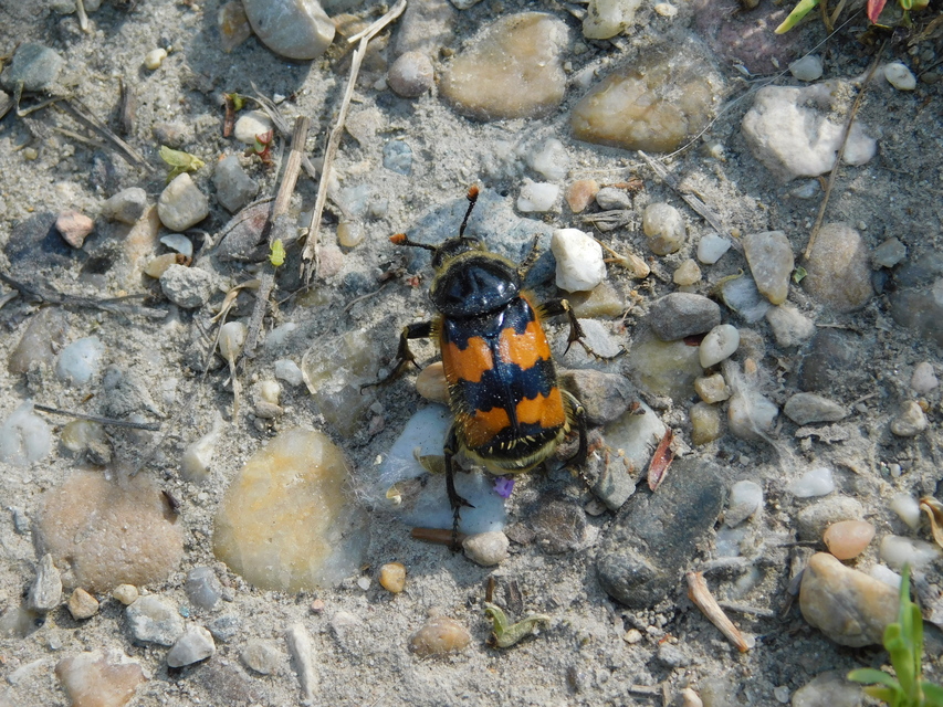 Nicrophorus vespillo - közönséges temetőbogár
