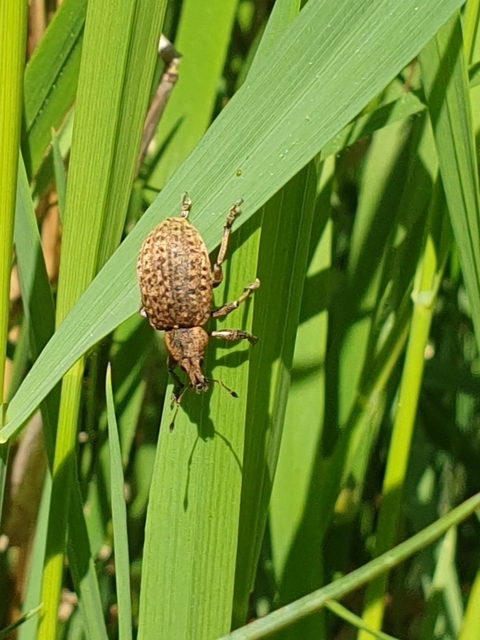Liophloeus tessulatus - kockás barabolyormányos