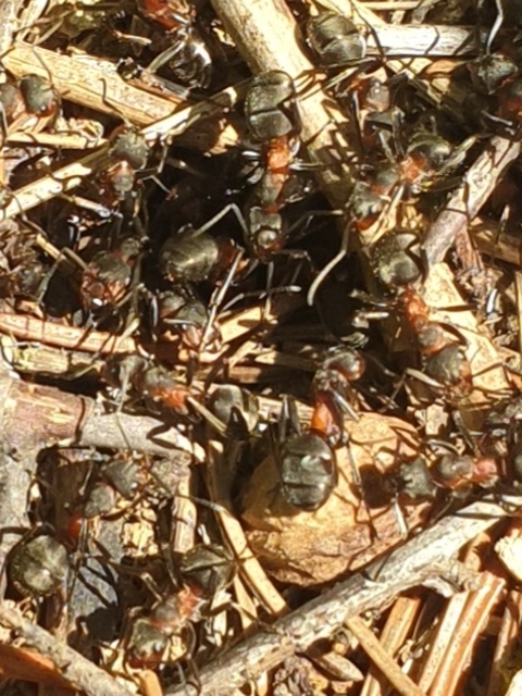 Formica pratensis - réti vöröshangya