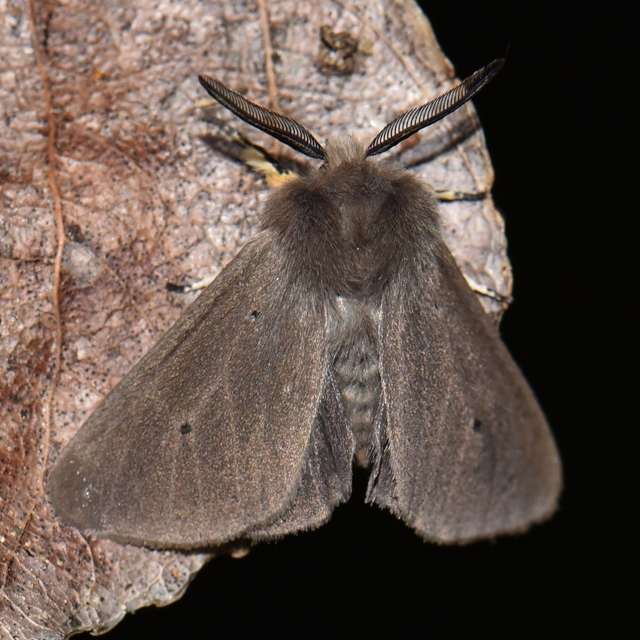 Diaphora mendica - felemás medvelepke