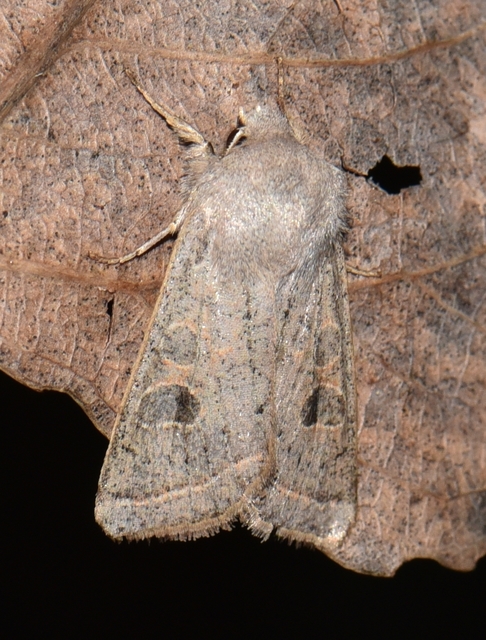 Orthosia gracilis - karcsú barkabagoly