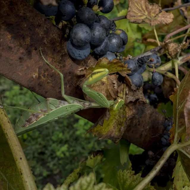 Hierodula tenuidentata - óriás ázsiai imádkozósáska