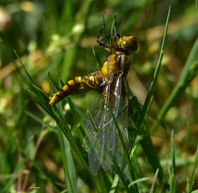 Libellula depressa - széles laposacsa