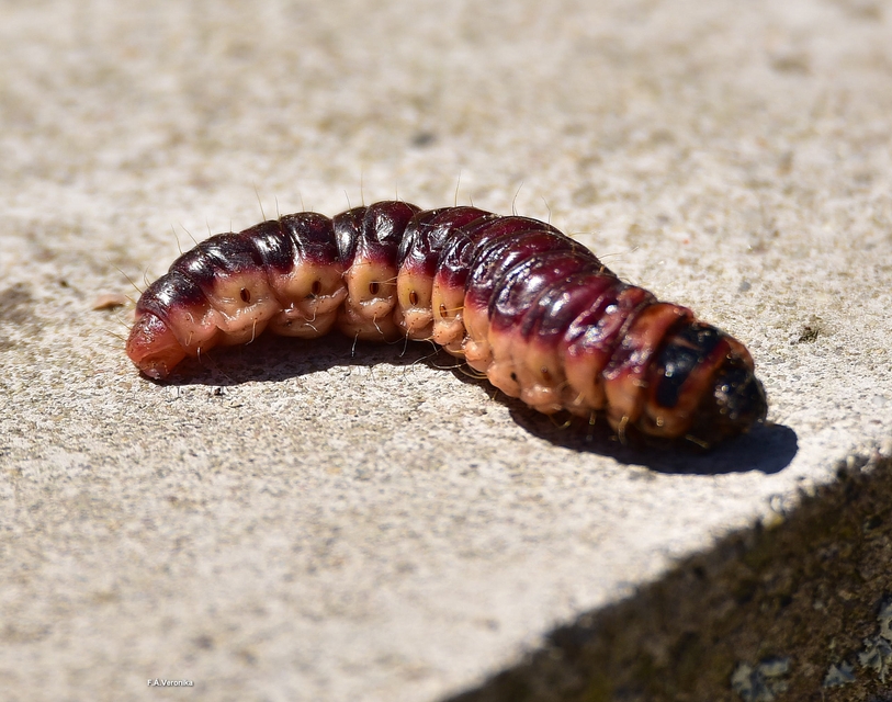Cossus cossus - fűzfarontólepke