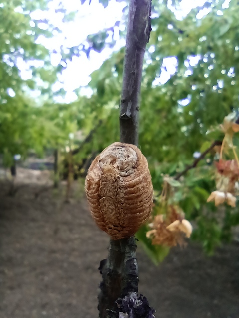 Hierodula tenuidentata - óriás ázsiai imádkozósáska