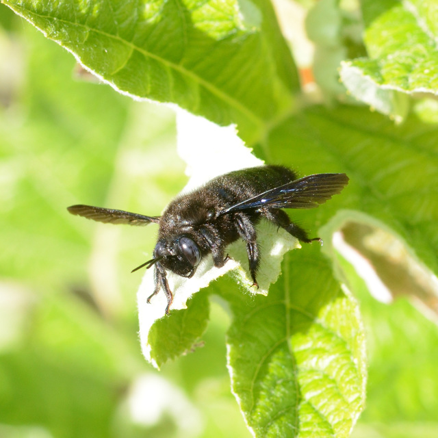 Xylocopa