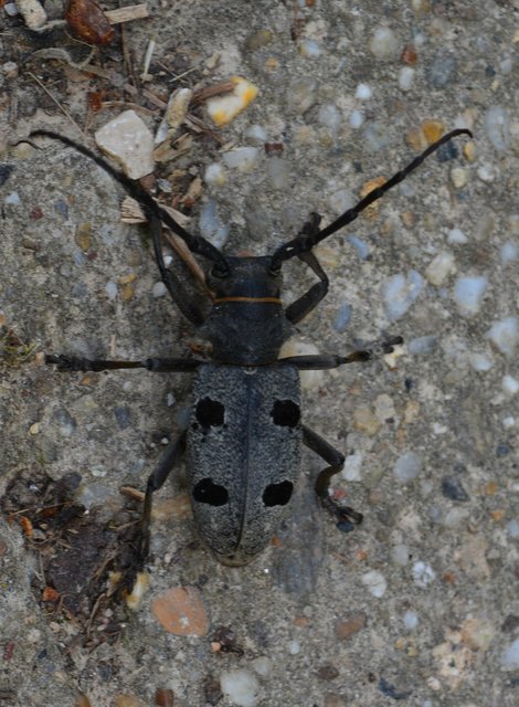 Morimus asper funereus - gyászcincér