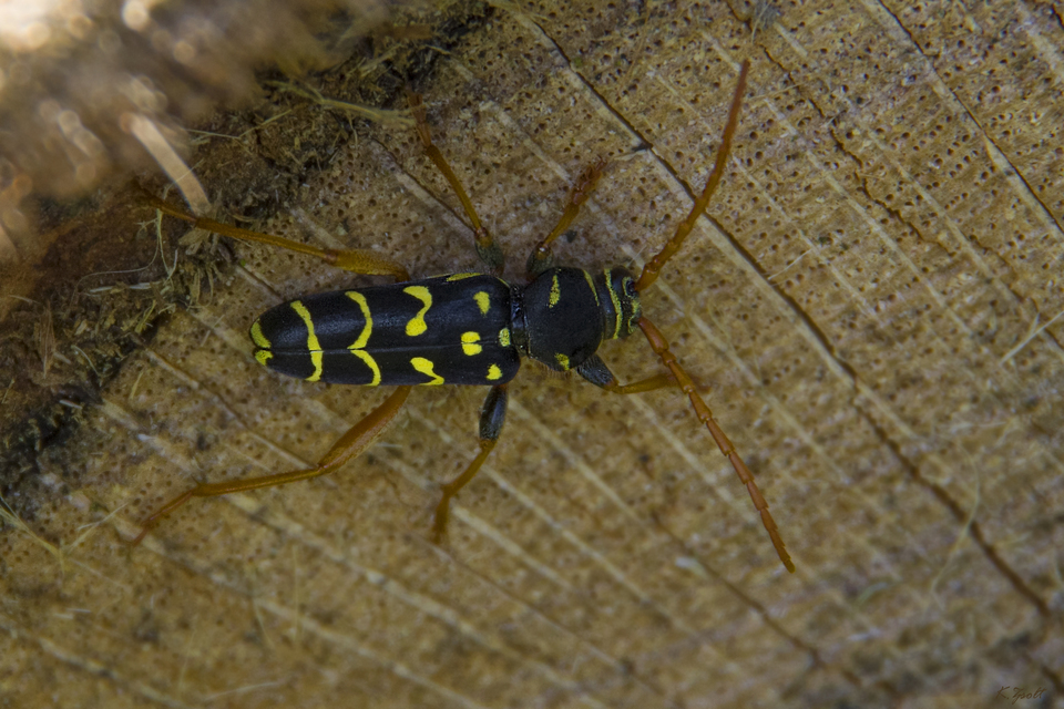 Plagionotus arcuatus - bársonyos darázscincér