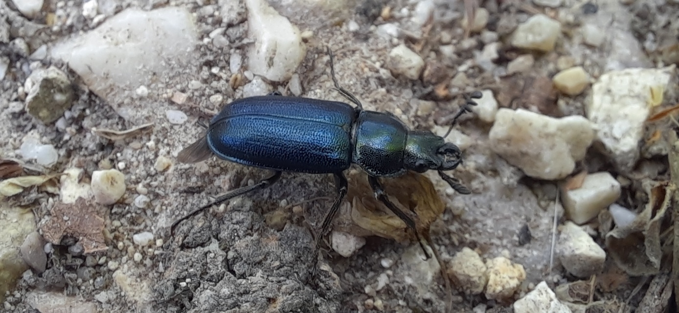 Platycerus caraboides - kis fémesszarvasbogár