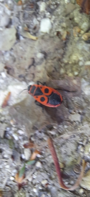 Pyrrhocoris apterus - verőköltő poloska