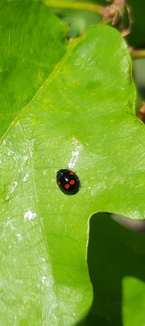 Exochomus quadripustulatus - négyfoltos szerecsenkata