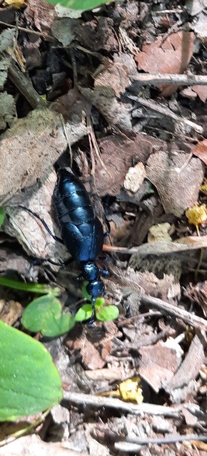 Meloe violaceus - kék nünüke