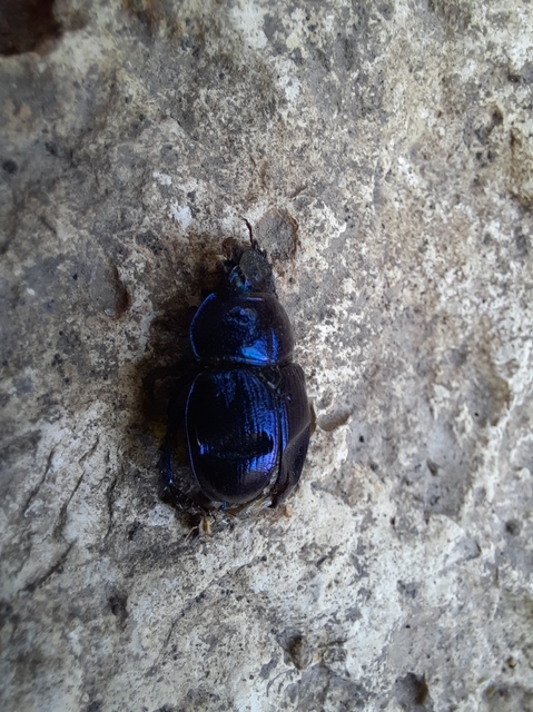 Anoplotrupes stercorosus - erdei álganéjtúró