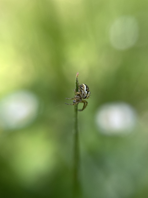 Mangora acalypha - réti keresztespók