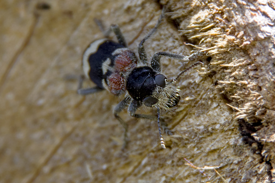 Clerus mutillarius - feketenyakú szúfarkas