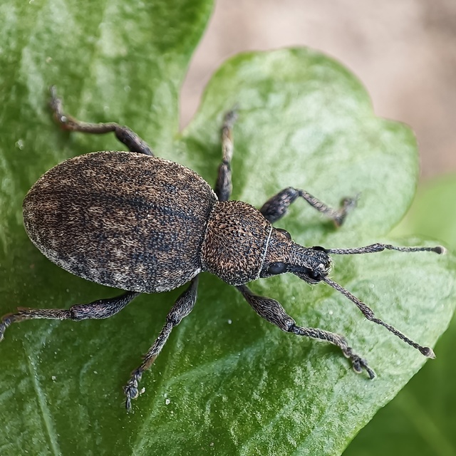 Otiorhynchus ligustici - vincellér-gyalogormányos
