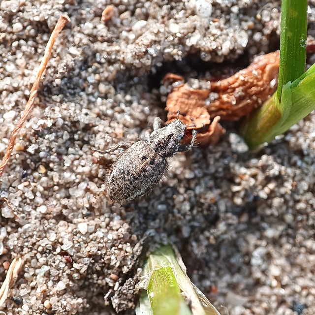 Cycloderes pilosulus - pikkelyeslábú ormányos