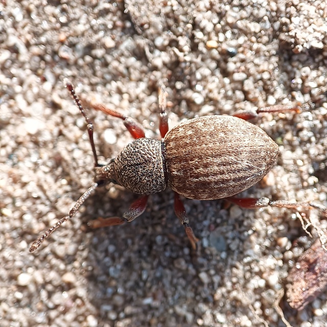 Otiorhynchus raucus - molyhos gyalogormányos