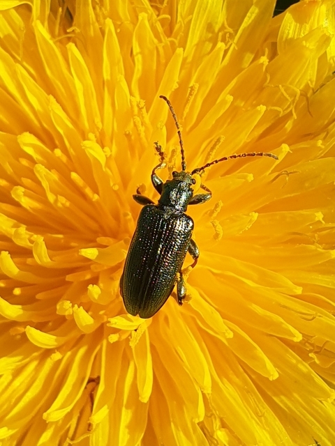 Plateumaris