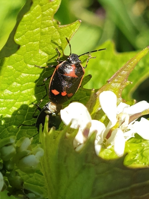 Eurydema oleracea - paréjpoloska Eurydema oleracea - paréjpoloska