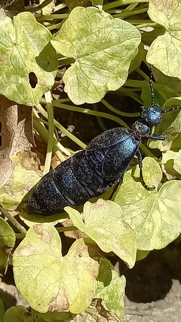 Meloe violaceus - kék nünüke