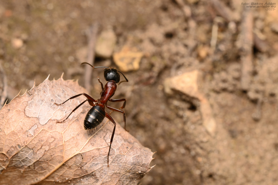 Camponotus ligniperda - faodvasító lóhangya