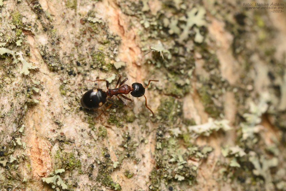 Dolichoderus quadripunctatus - négypettyes erdeihangya