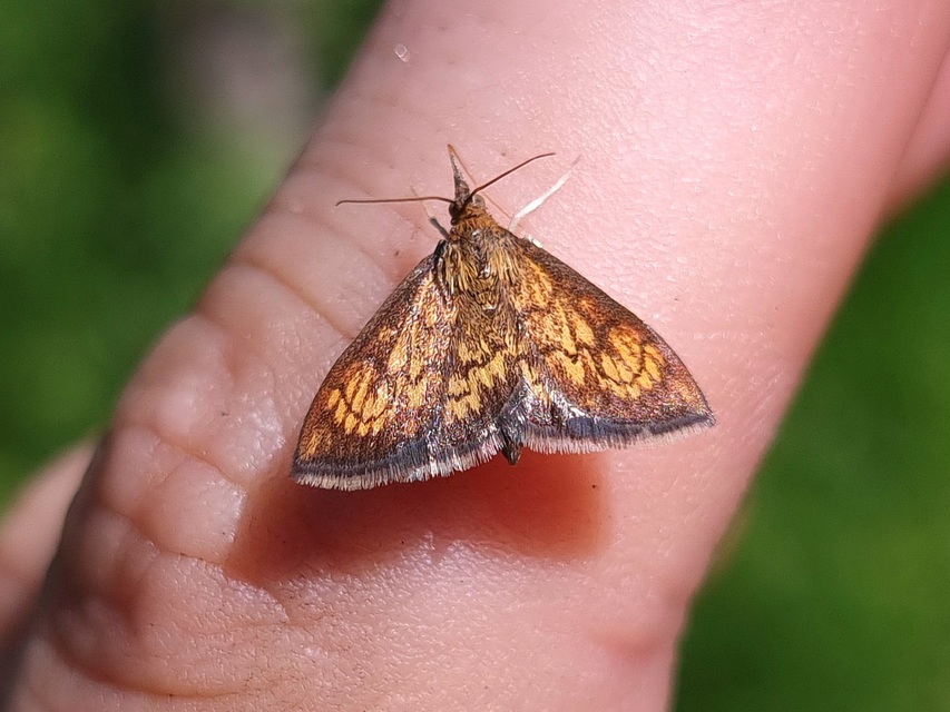 Ecpyrrhorrhoe rubiginalis - rozsdavörös tűzmoly