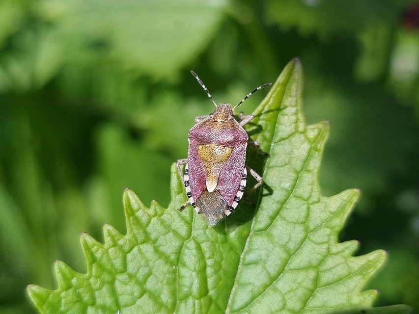 Dolycoris baccarum - közönséges bogyómászó-poloska Dolycoris baccarum - közönséges bogyómászó-poloska