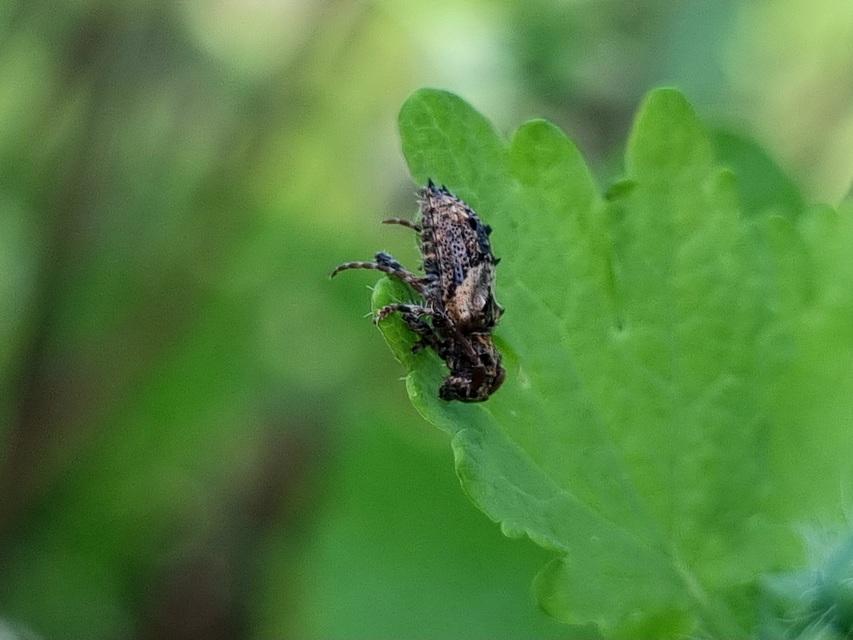 Pogonocherus hispidus - kéttövises ecsetcincér