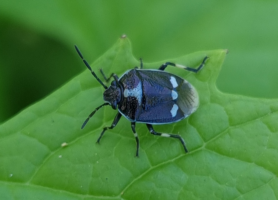 Eurydema oleracea - paréjpoloska Eurydema oleracea - paréjpoloska