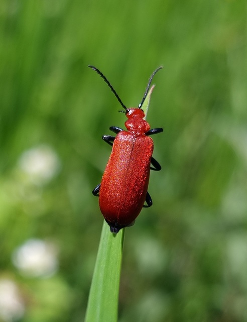 Pyrochroa serraticornis - közép-bíborbogár