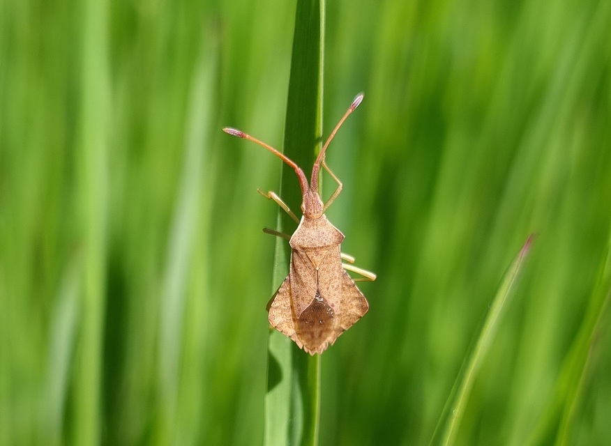 Syromastus rhombeus - vitorlás karimáspoloska