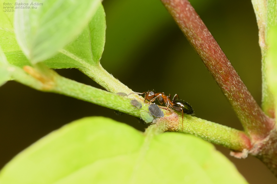 Colobopsis truncata - kapushangya