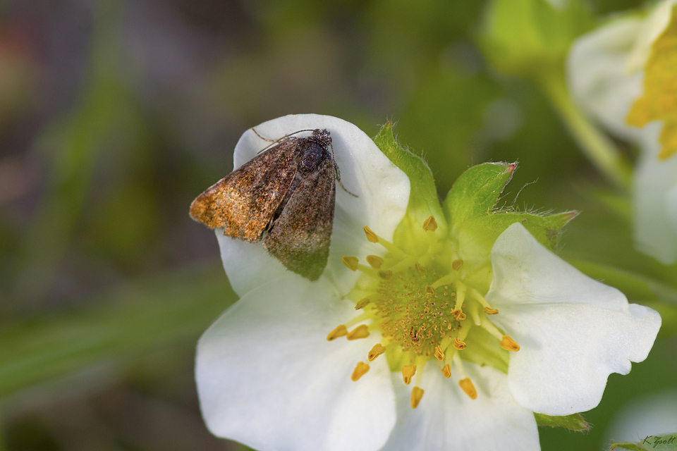 Panemeria tenebrata - apró sárgabagoly