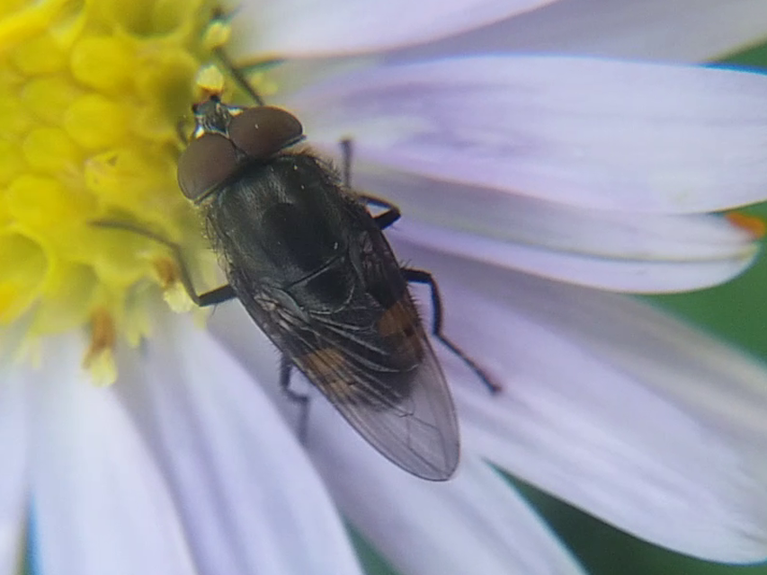 Stomorhina lunata - sáskaparazita légy