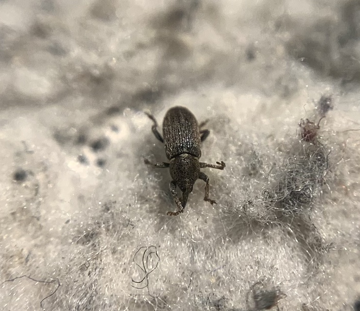 Tychius cuprifer - rezesbarna tímárormányos