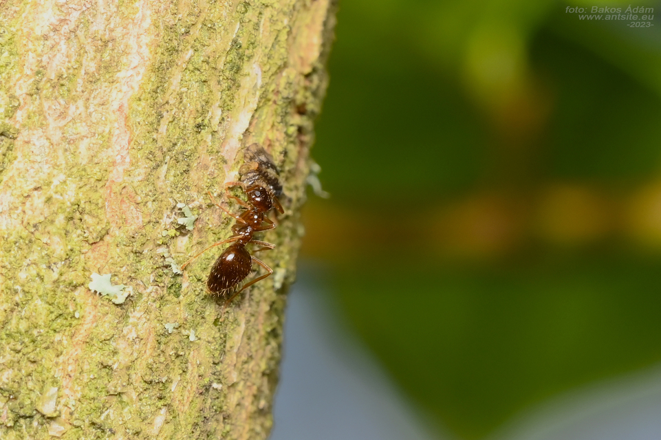 Prenolepis nitens - ragyogóhangya