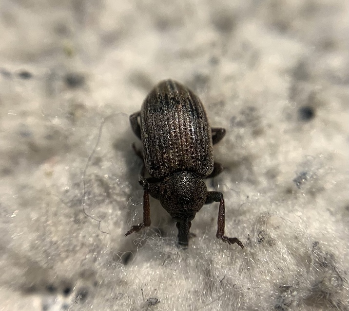 Hypera striata - sávos pikkelyesormányos