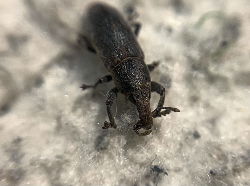 Lixus angustus - rövid dudvabarkó