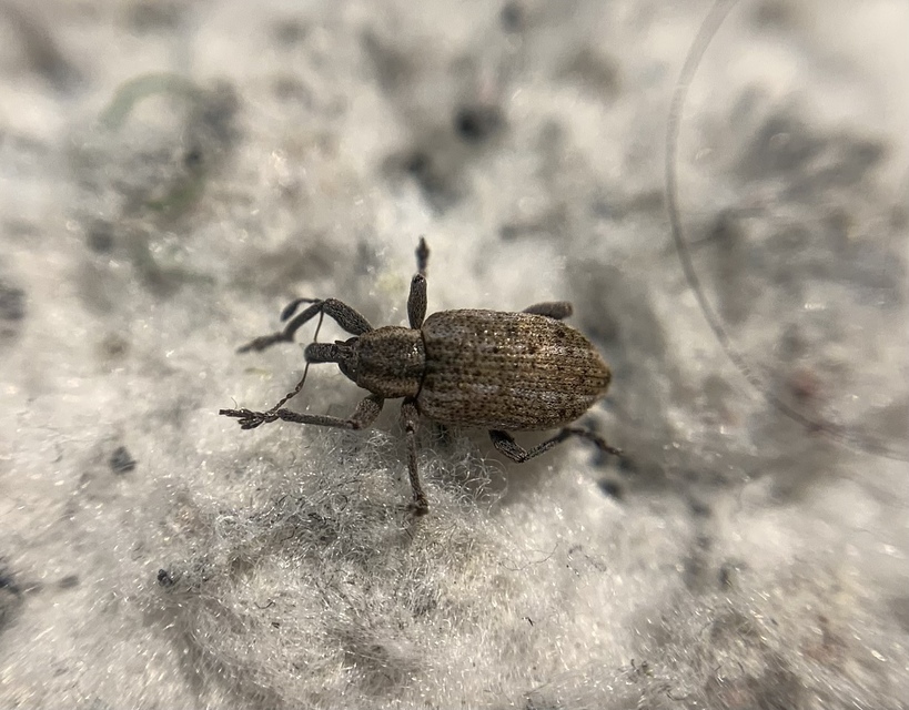 Hypera conmaculata - mocsári pikkelyesormányos