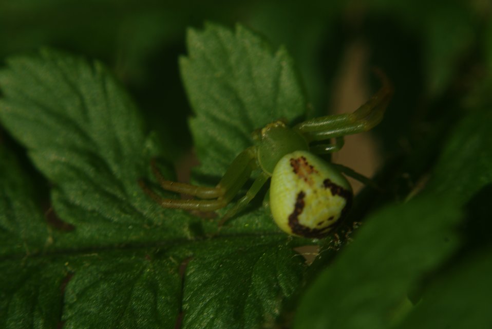 Ebrechtella tricuspidata - alakoskodó karolópók