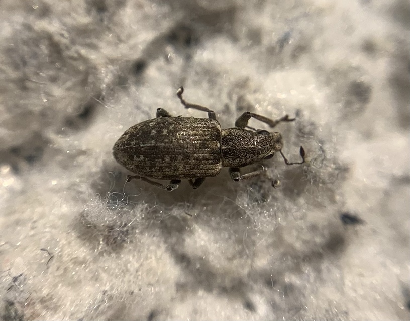 Sitona cylindricollis - hengerestorú csipkézőbogár