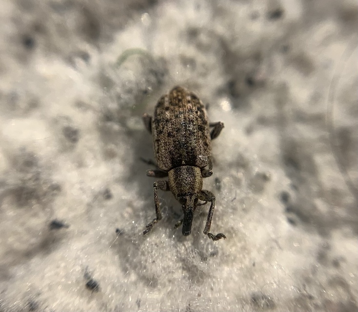 Hypera conmaculata - mocsári pikkelyesormányos