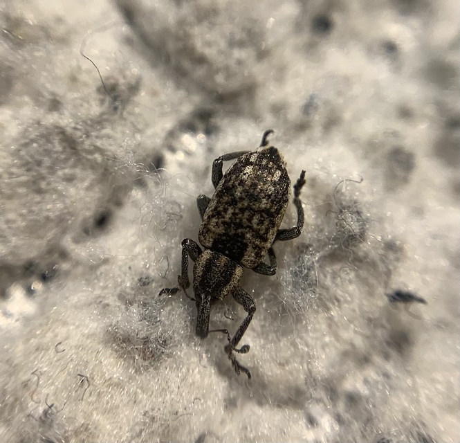 Hypera conmaculata - mocsári pikkelyesormányos