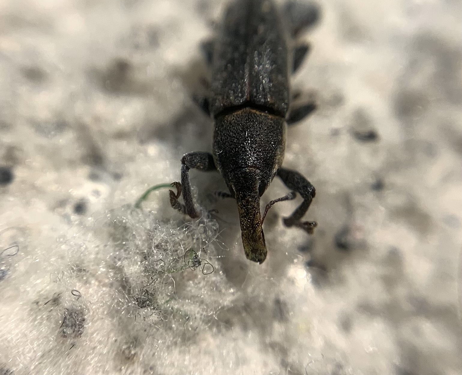 Lixus cinerascens - hamvas dudvabarkó